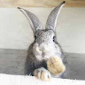 Meet your Posher, Dandelion